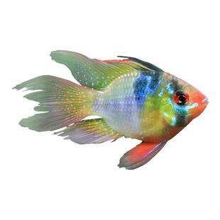 荷兰凤凰球鱼金波子宝蓝球短鲷阿凡达小型热带观赏鱼宠物活体小鱼