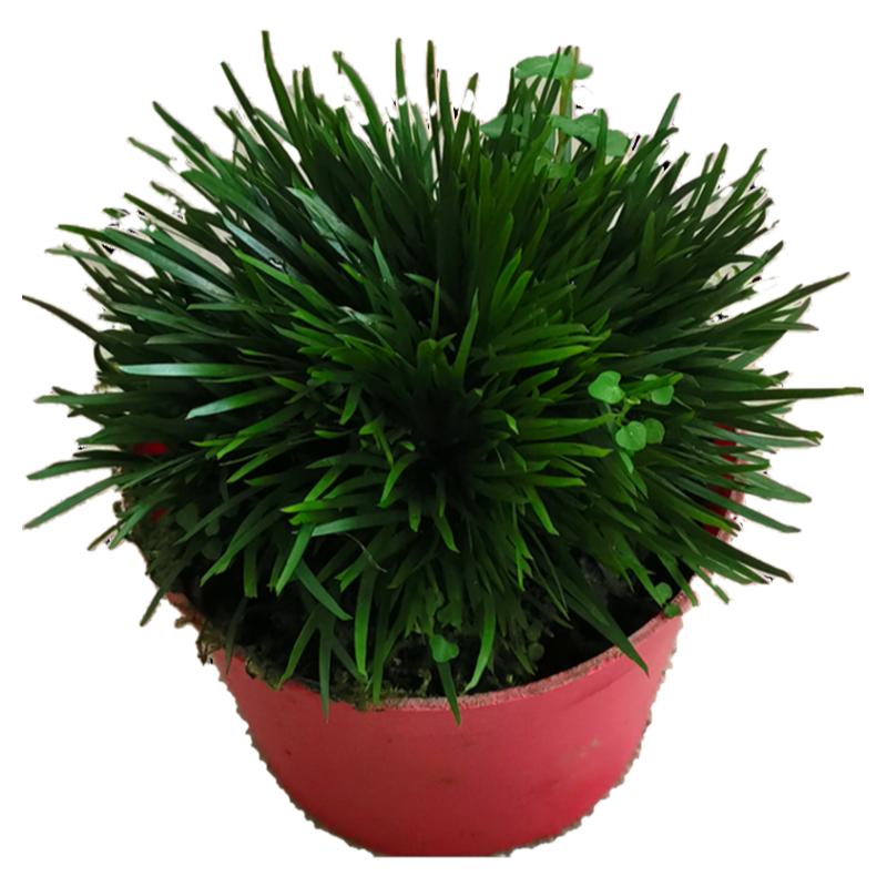 山水造景菖蒲虎须贵船金钱庭院