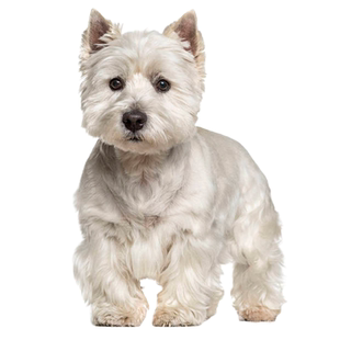 西高地犬鉴定师狗品相品种鉴定估价刚毛软毛西高地鉴定评估市场价