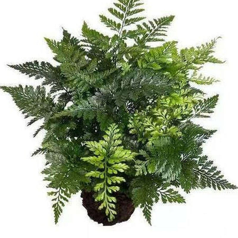 狼尾蕨微景观水培植物流水摆件