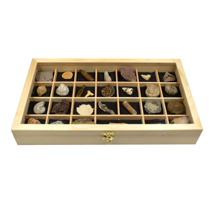 30种古生物化石原石天然三叶虫狼鳍鱼螺化石动物化石标本教学科普