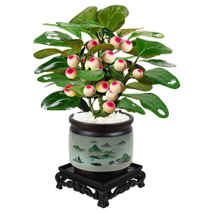 菩提树盆栽小盼菩提带果盆景室内办公室植物桌面摆件中式禅意绿植