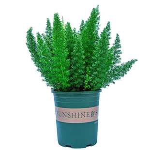 四季造景养易活九尾狐花卉庭院花园室内狐尾植物盆栽绿植好天门冬