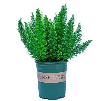 四季造景养九尾狐花卉庭院花园室内狐尾植物盆栽绿植客厅阳台观叶