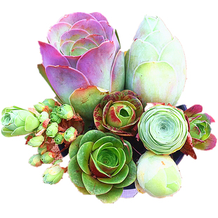 山地玫瑰组合套餐多肉植物水蜜桃耶罗粉玫瑰酒杯帕尔马鸡蛋陌上花
