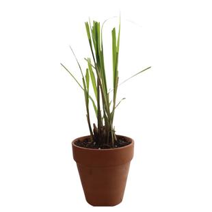 柠檬香茅可食用多年生香草植物盆栽克拉香草柠檬草冬阴功汤煮茶