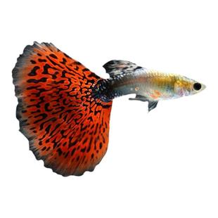 孔雀鱼活鱼热带观赏鱼活体小鱼鱼缸淡水冷水好养耐活斑马鱼苗凤尾