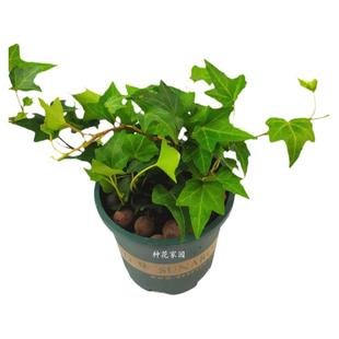 青叶常青藤花叶常春藤金边吊兰雪莹耐荫室内桌面庭院垂吊植物