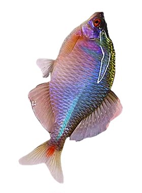 鳑鲏鱼观赏鱼冷水鱼原生鱼旁皮鱼