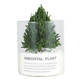 放青松办公室桌面绿植工位解压神器稳定情绪植物装饰摆件新年礼品