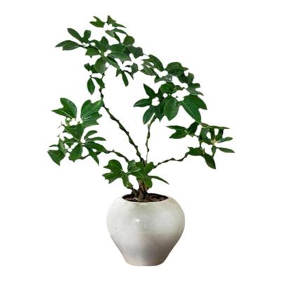 北欧简约风格老桩鸭脚木绿植盆栽四季常绿植物阳台客厅净化空气