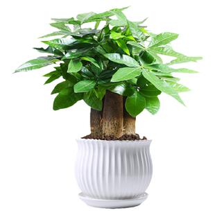 发财树小盆栽花卉绿植物办公室内高颜值绿萝文竹水培发财树好养
