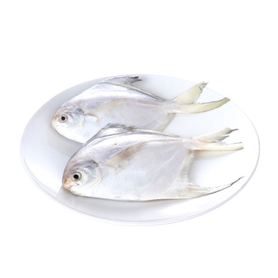 东海非养殖鱼深海银鲳大平鱼