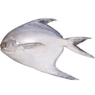 大白鲳鱼新鲜冷冻超大平鱼海捕镜鱼海鱼冰鲜海鲜水产扁鱼大昌鱼