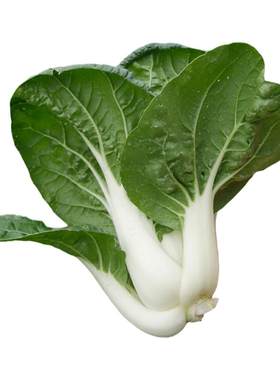 蔬菜农普矮脚四季北方奶白菜