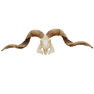 精选1米特大真羊头骨工艺品挂件老羊头动物标本装饰摆件墙面壁饰