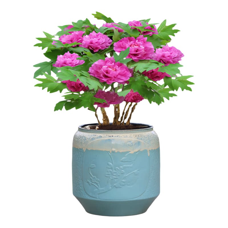 三角梅绿植专用透气多肉花盆