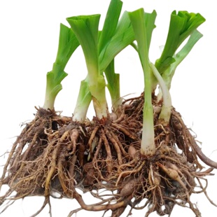 食用黄花菜根苗高产金针黄花菜种植苗金针花种苗庭院四季种植包活