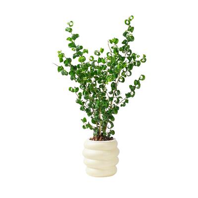 种花的大象室内植物卷福四季常青