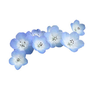 萌吖吖花卉种子喜林草粉蝶花虹越花卉庭院花园春季开花秋播5粒/包