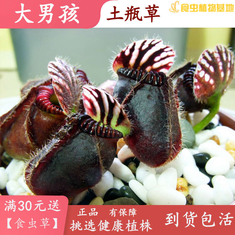 大男孩土瓶草【高端食虫植物室内阳台驱蚊捕虫草盆栽鱼缸造景观】