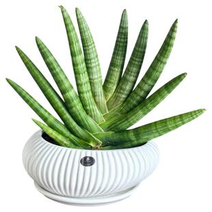 室内绿植盆栽佛手虎皮兰夏季好养植物易活净化空气耐旱耐阴