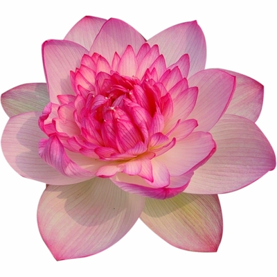 女儿国大型观赏荷花荷之韵出品