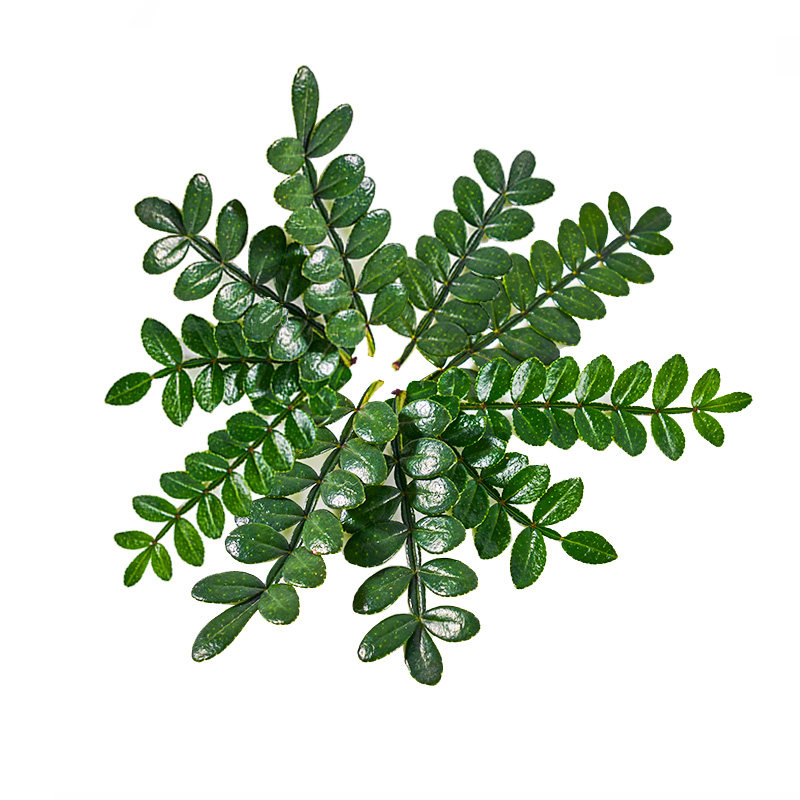 清香木叶子胡椒木薄荷芽组合夏天香草植物