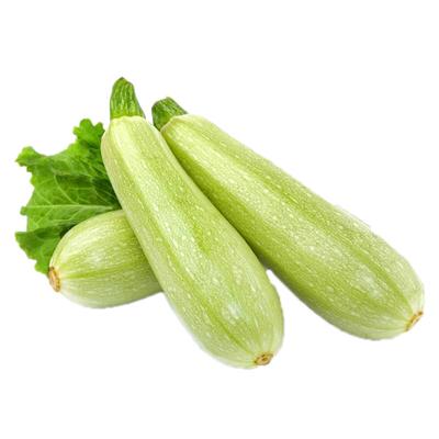 西葫芦种子农家夏季耐热耐寒南瓜