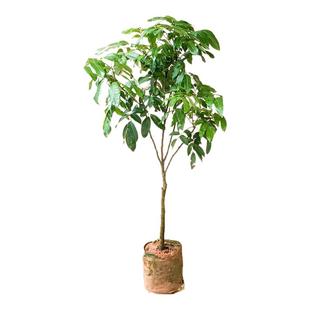 【带土带叶】龙眼树苗盆栽地栽当年结果储良石硖四季种植果树苗