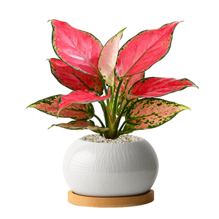 吉利红如意皇后精品苗绿植室内盆栽植物花卉鸿运招财旺宅桌面好养