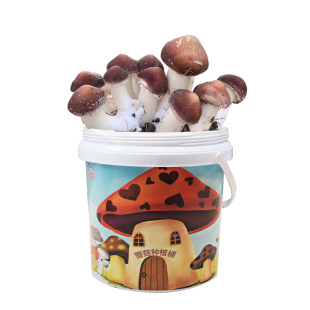 大球盖菇 赤松茸菌包菌子 蘑菇菌包 食用菌菌包家庭蘑菇盆栽阳台