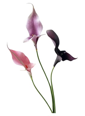 高级感暗紫色双头马蹄莲假花海芋花仿真花家居摆件样板房装饰婚庆