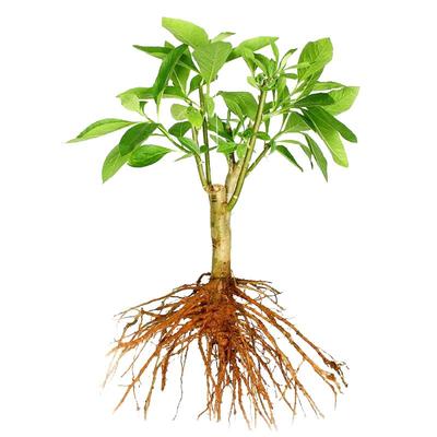 正宗马来西亚南非叶树苗斑鸠