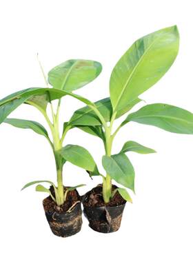 香蕉树苗芭蕉树苹果蕉粉蕉耐寒盆栽矮化香蕉果树苗南方种植