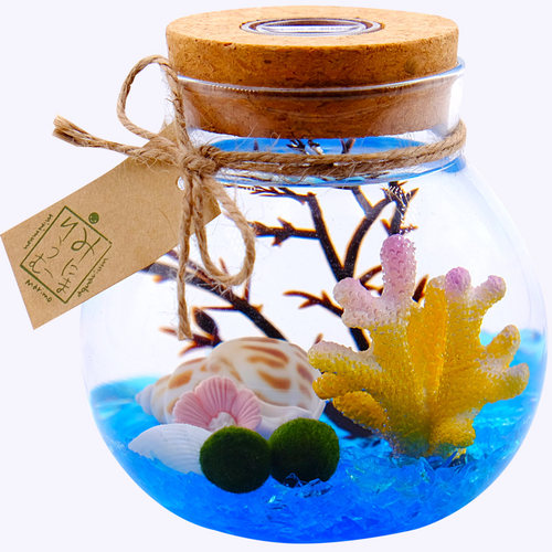 marimo海藻球微景观 恋与球藻许墨同款 迷你盆栽创意礼物水培植物