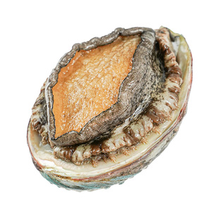 棒棰岛大连新鲜大鲍鱼鲜活冷冻皱纹盘鲍活冻1斤家宴送礼袋装