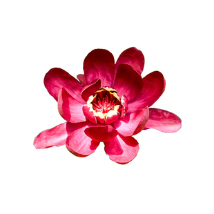 种花王大爷 美国夏腊梅盆栽庭院花灌木小乔木花期长