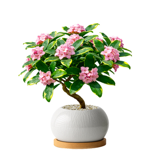 金边瑞香盆栽老桩植物带花苞四季浓香绿植花卉盆景室内客厅好养活