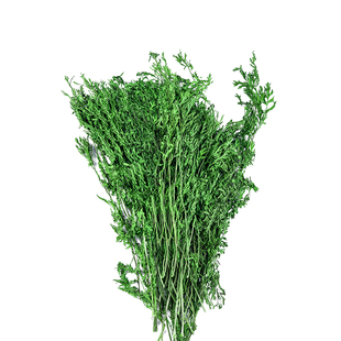 25年烘干胡萝卜缨兔子龙猫荷兰猪牧草开胃理气美毛明目干草500克