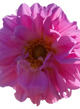 小丽花种子四季易种花草卉盆栽