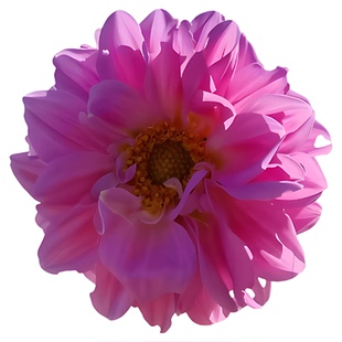 小丽花种子花种子四季易种花草卉盆栽植物花种籽子野花组合