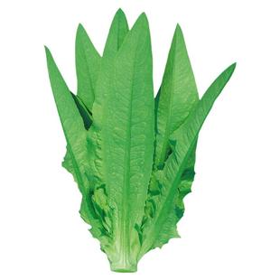 高产甜脆油麦菜种子香麦菜菜籽四季种籽孑菜种菜苗籽种