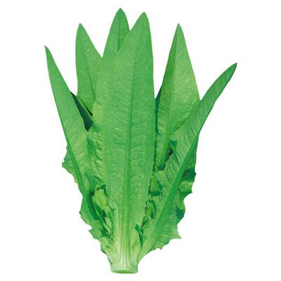 高产甜脆油麦菜种子四季