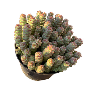 牡丹钱串子青锁龙属多肉植物多头群稀有品种组合盆栽带花盆土包邮