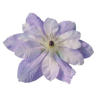 伟伟园艺 新世界系列铁线莲-倒影紫水晶月亮舰F系新品小苗