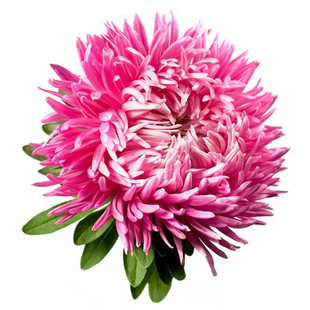 进口切花翠菊种子 蓬蓬 松本系列春季室内阳台盆栽好养易种花种子