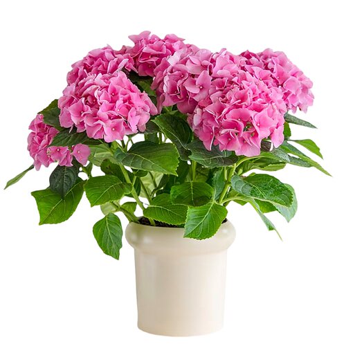 绣球花苗四季盆栽无尽夏小苗庭院开花办公室内花卉绿植物好养易活