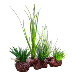 乌龟水草生态爬宠缸造景爬宠水草生态水陆缸两栖微景观菖蒲火山石