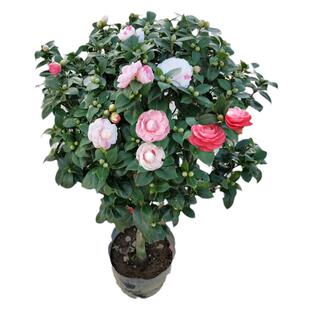 永福花乡园艺 山茶花 十八学士白山茶花 十八学士茶花带花苞 名贵